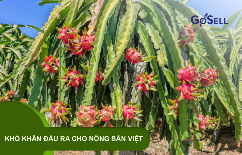 Khó khăn đầu ra cho nông sản Việt